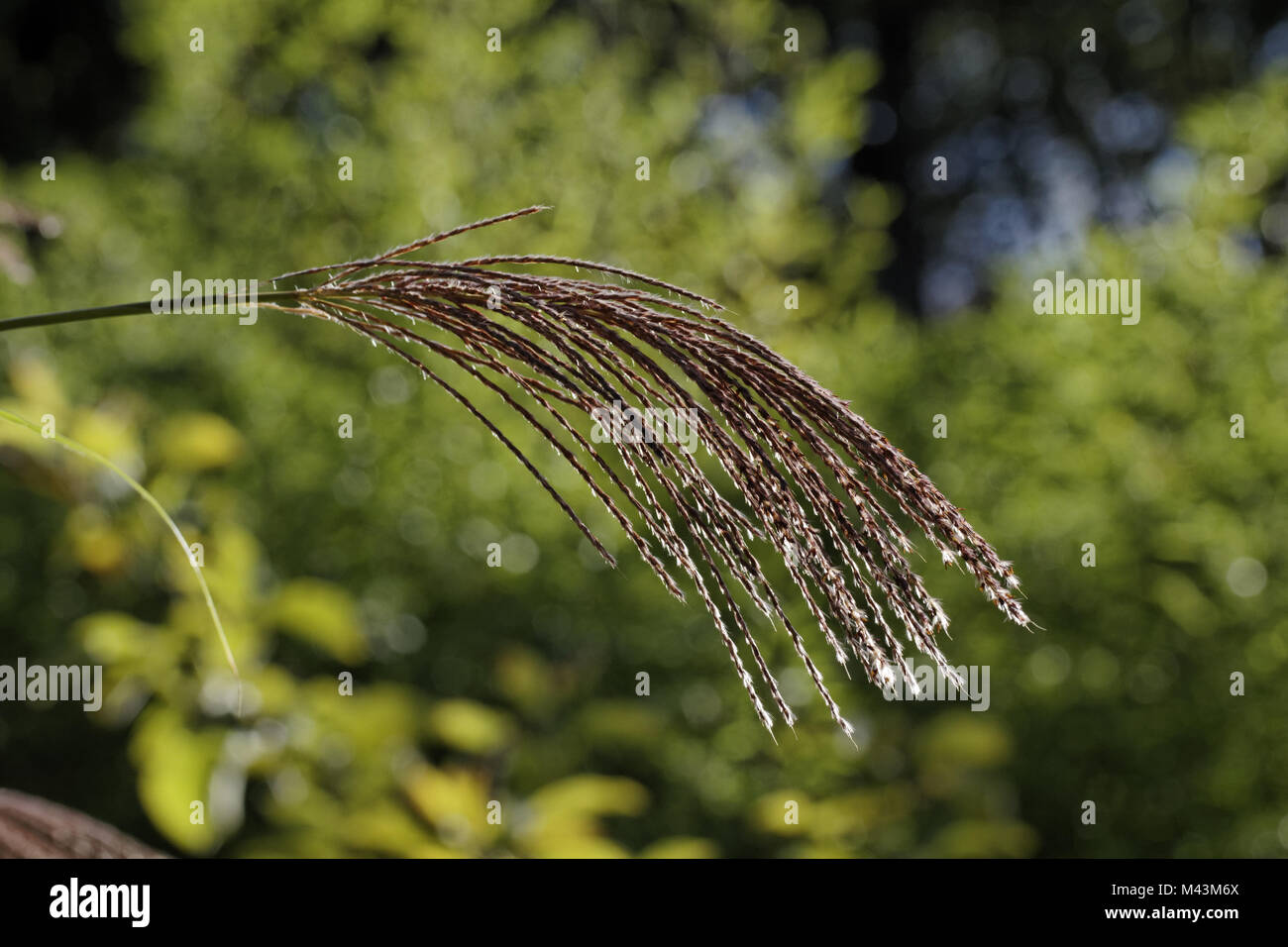 Miscanthus sinensis, herbe d'argent chinois, Eulalia Banque D'Images