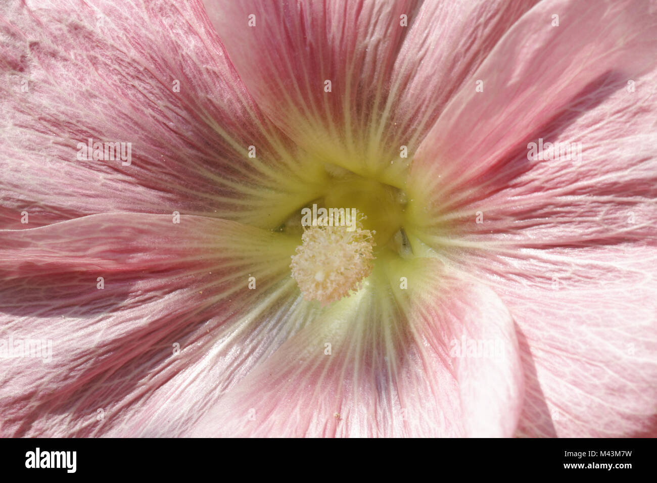 Alcea rosea (Althaea ficifolia), Rose Trémière commune Banque D'Images