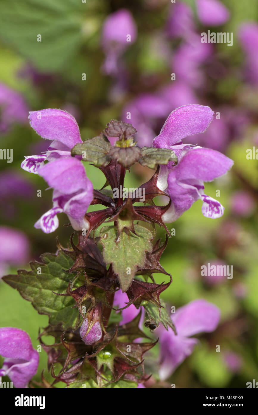 Lamium maculatum, repéré Deadnettle,Purple Dragon Banque D'Images