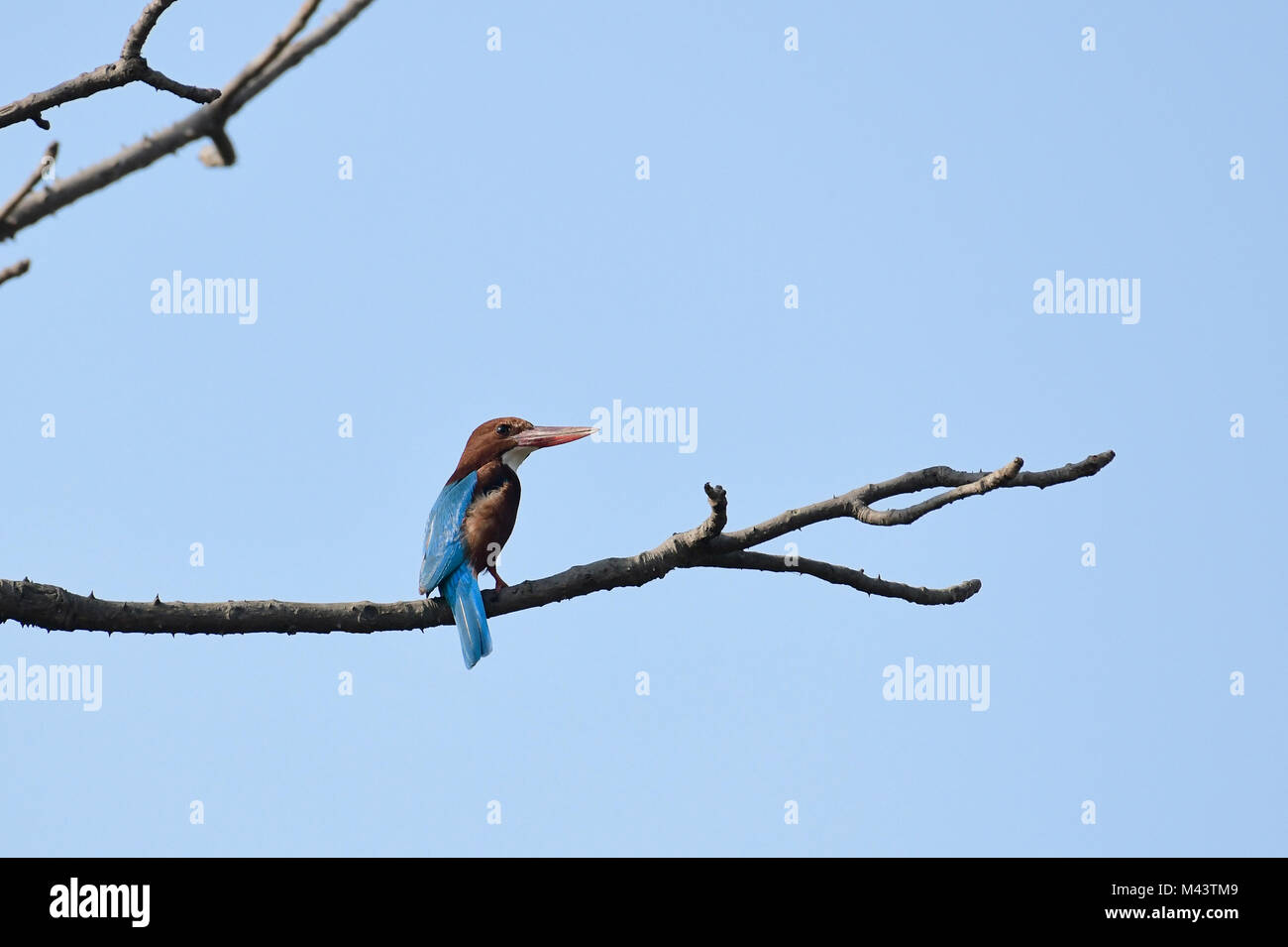 Kingfisher à poitrine blanche perché sur une branche Banque D'Images