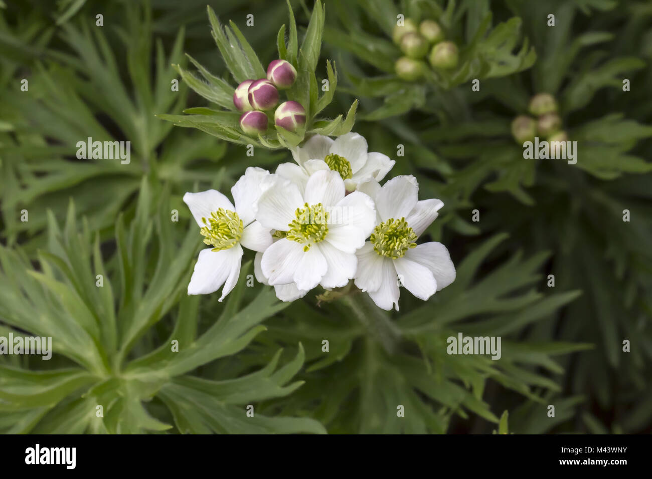 Anemone narcissiflora, Narcissus anemone fleur Banque D'Images