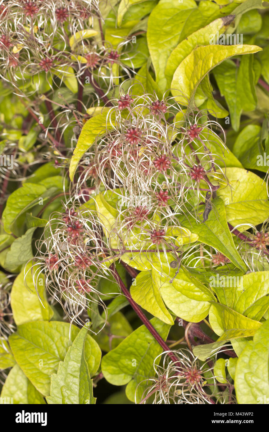 Clematis vitalba, Old Man's beard, joie du voyageur Banque D'Images