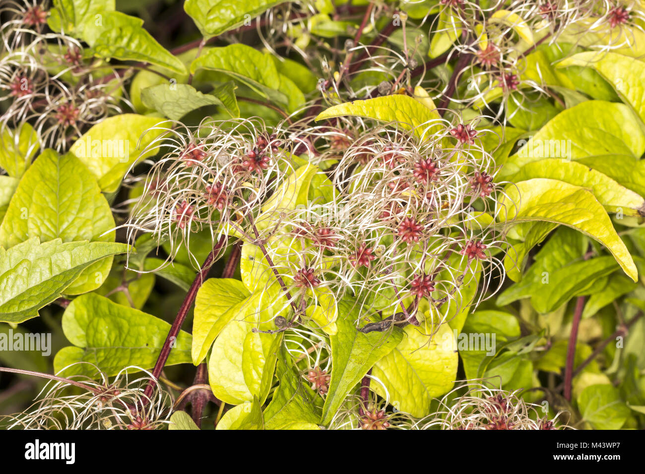 Clematis vitalba, Vieux Mans beard, Travellers Joy Banque D'Images