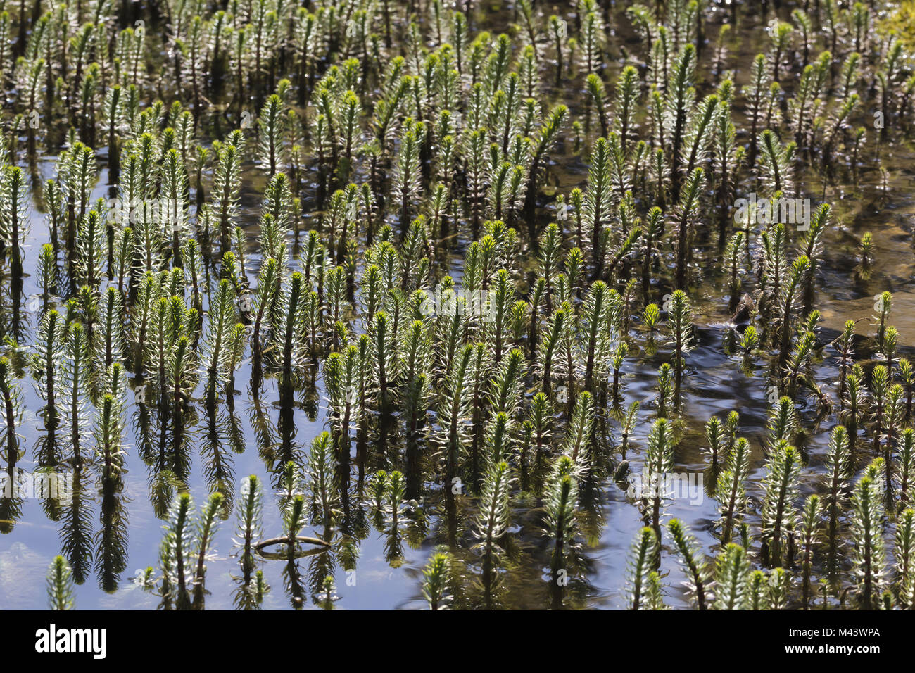 Hippuris vulgaris, juments poulinières, commune de Queue queue Banque D'Images