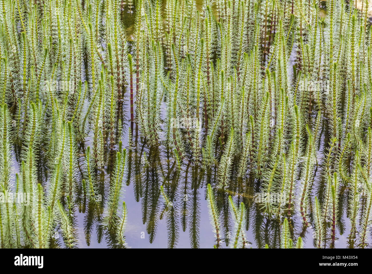 Hippuris vulgaris, juments poulinières, commune de Queue queue Banque D'Images
