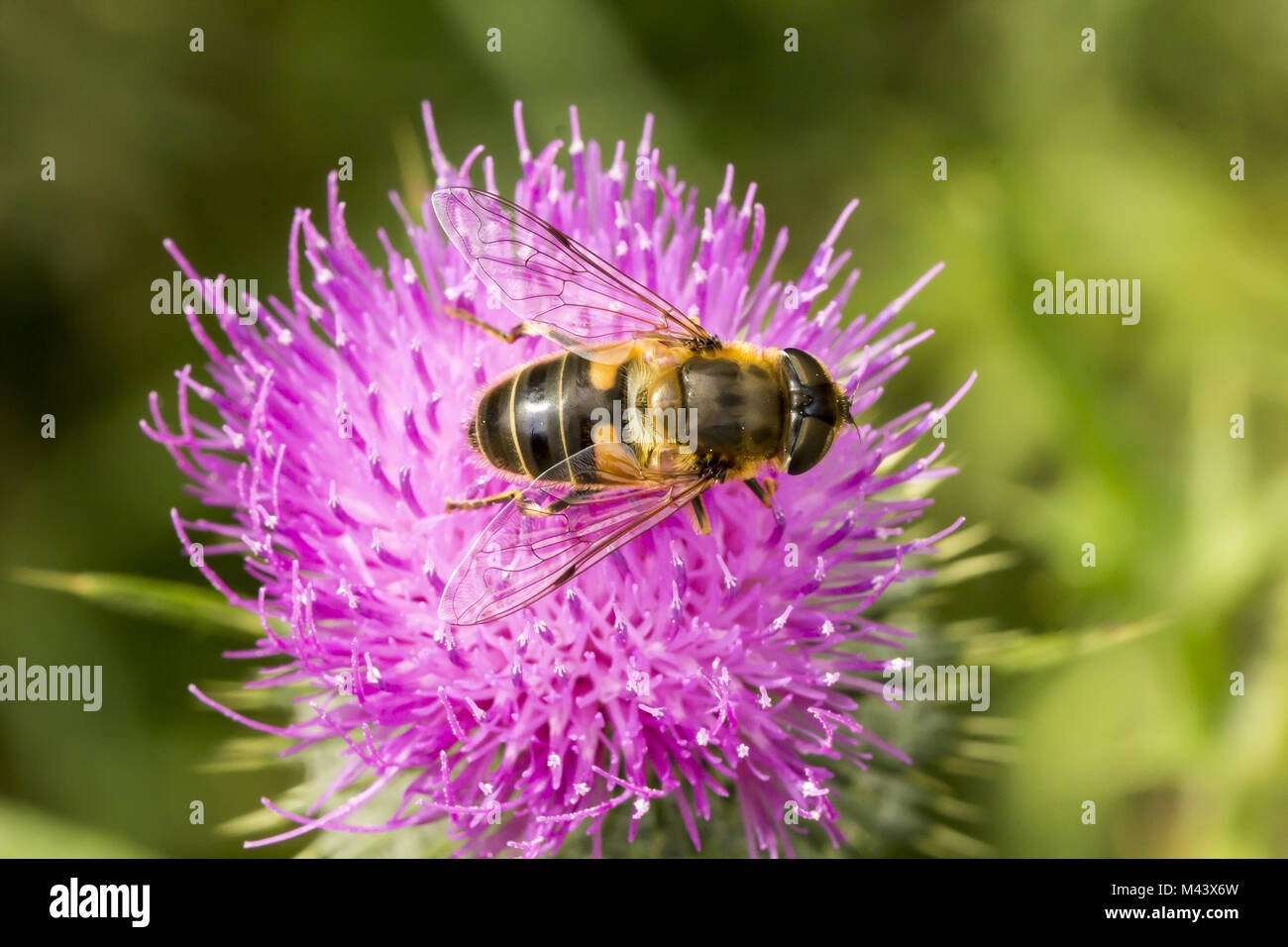 Eristalis tenax (mâle), fly Drone syrphe, Banque D'Images