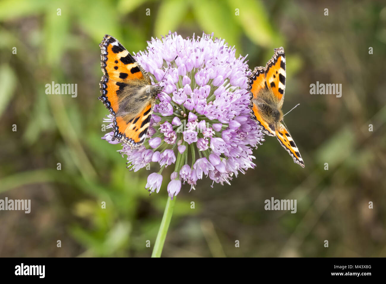 Nymphalis urticae, petite écaille, Allemagne Banque D'Images