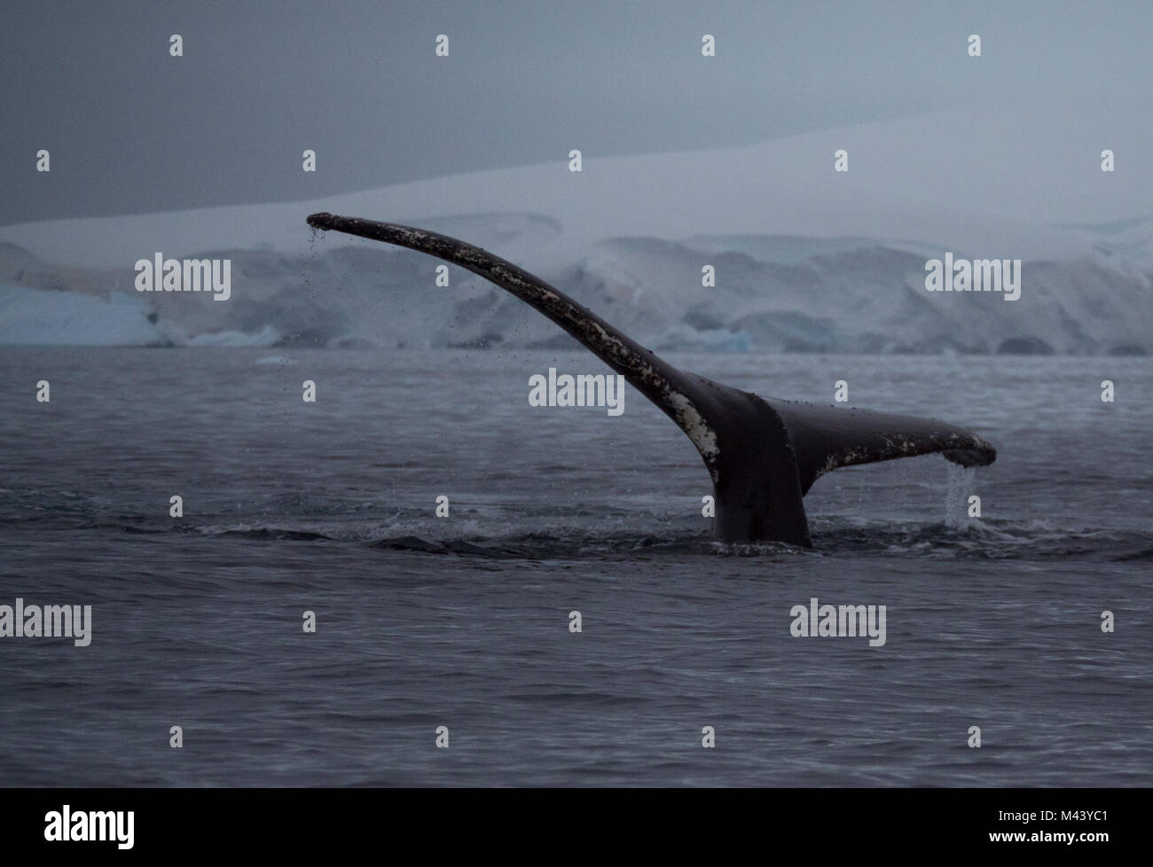 Une queue de baleine à bosse unique avec des marques, des éraflures et les balanes. La baleine est dans l'Antarctique. Banque D'Images