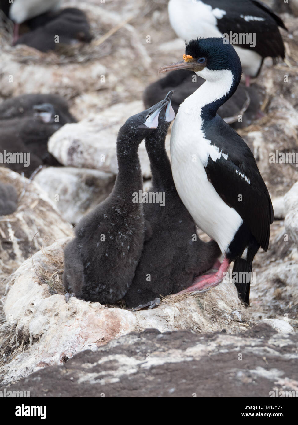 Blue Eyed Poussins Cormorant mendier de la nourriture. Les deux poussins ont gris foncé vers le bas. Leurs têtes sont soulevées au parent's Beak. Banque D'Images
