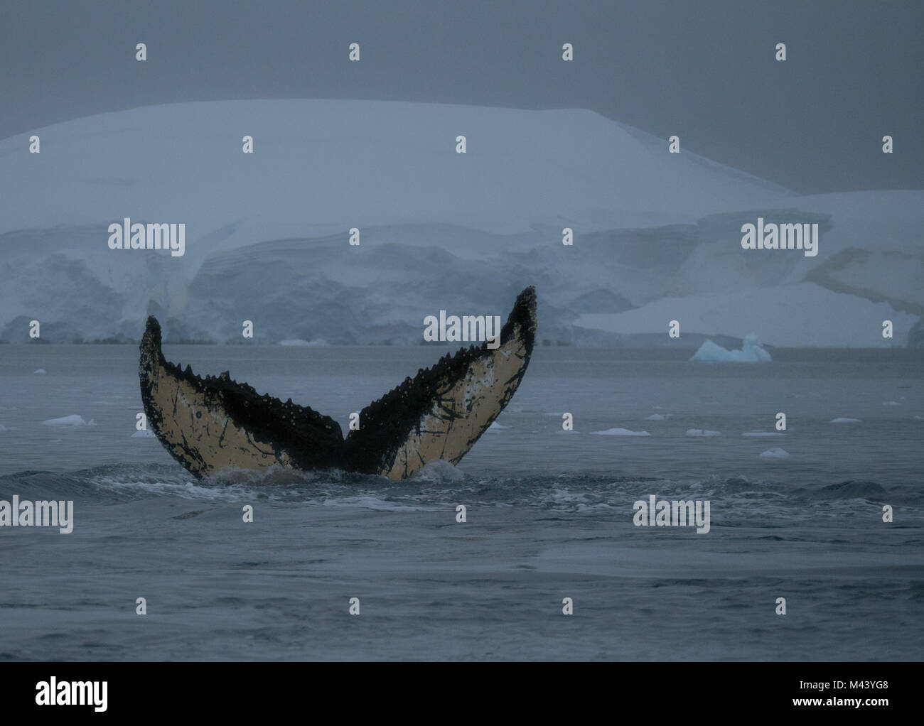 Une queue de baleine à bosse unique avec des marques, des éraflures et les balanes. La baleine est dans l'Antarctique. Banque D'Images