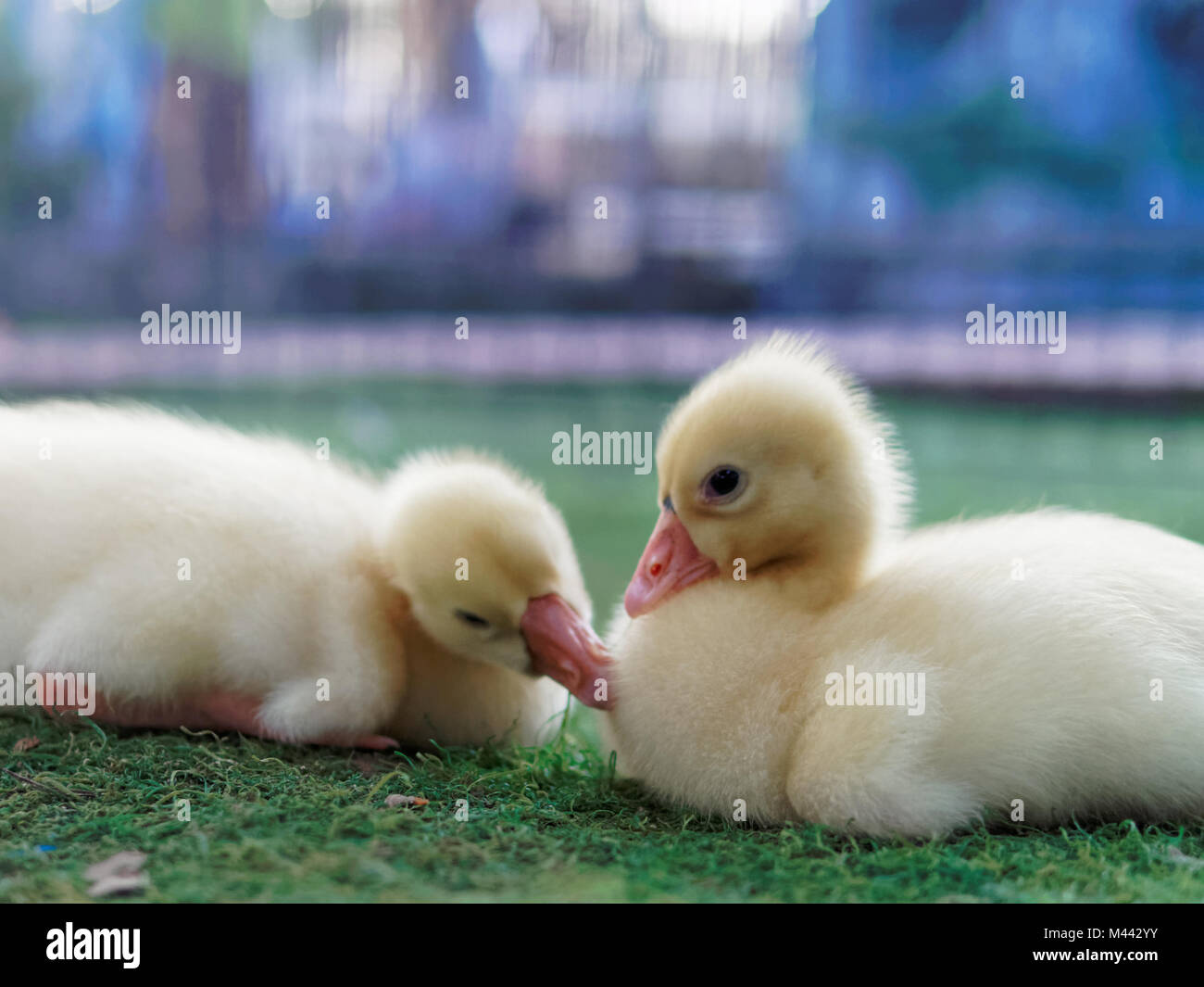 Beaux jeunes canards jaunes en edge la ferme sur fond sombre avec une faible profondeur de champ Banque D'Images