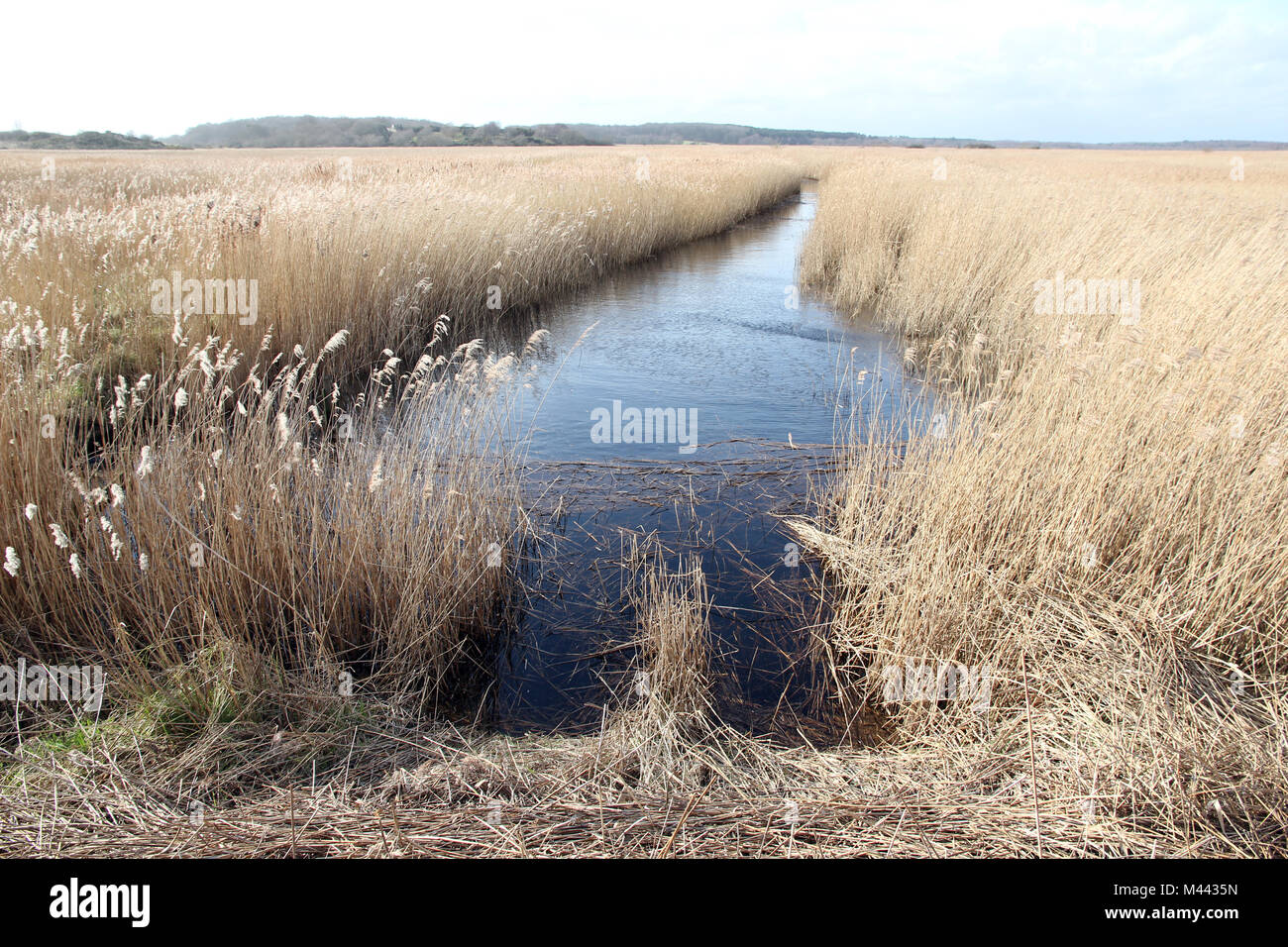 Les marais de Dingle Walberswick Suffolk Banque D'Images