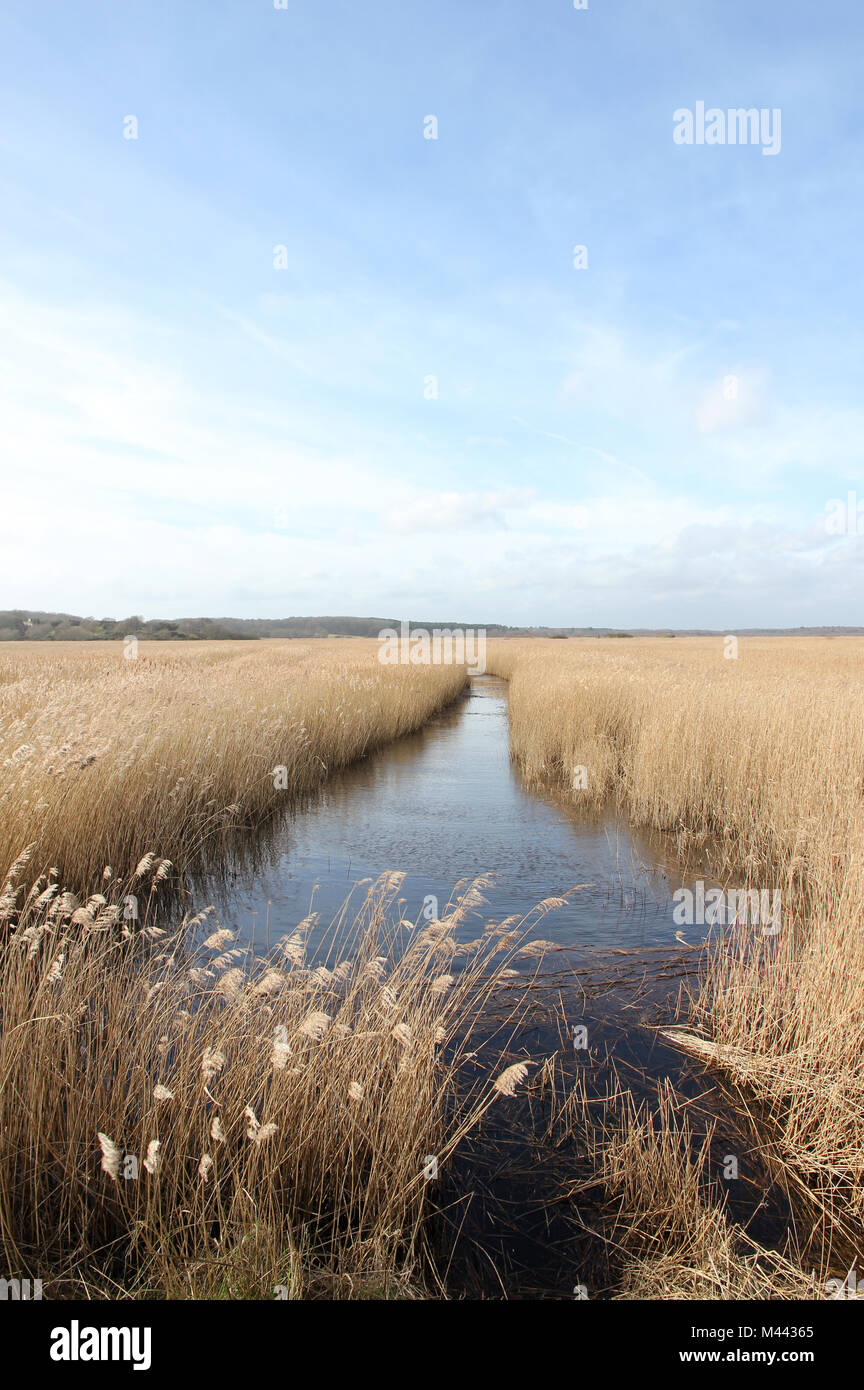 Les marais de Dingle Walberswick Suffolk Banque D'Images