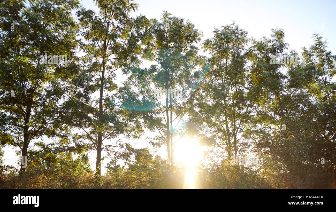 Les rayons de lumière filtrant à travers les arbres et la brume du matin au lever du soleil, causant l'éblouissement de la lumière. Banque D'Images