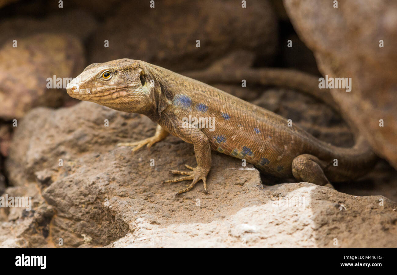 La Gallot (Gallotia galloti lézard) entre les rochers, Tenerife, Espagne Banque D'Images