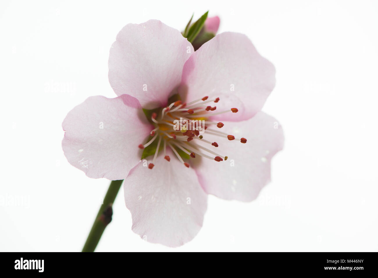Fleur d'amande (Prunus dulcis), Rhénanie-Palatinat, Allemagne Banque D'Images