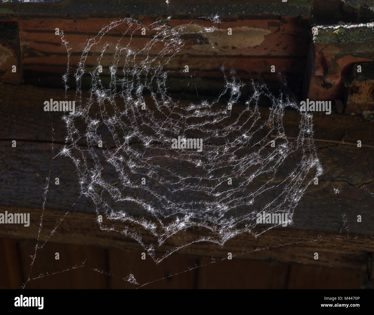 Graines de peuplier dans une toile d'araignée, Allemagne Banque D'Images