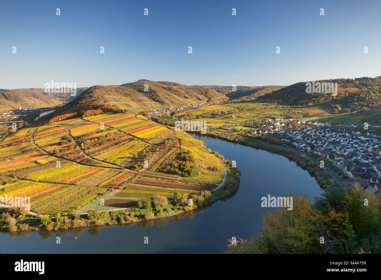 Moselschleife et vignes en automne,Bremm,Moselle,France,Allemagne Banque D'Images