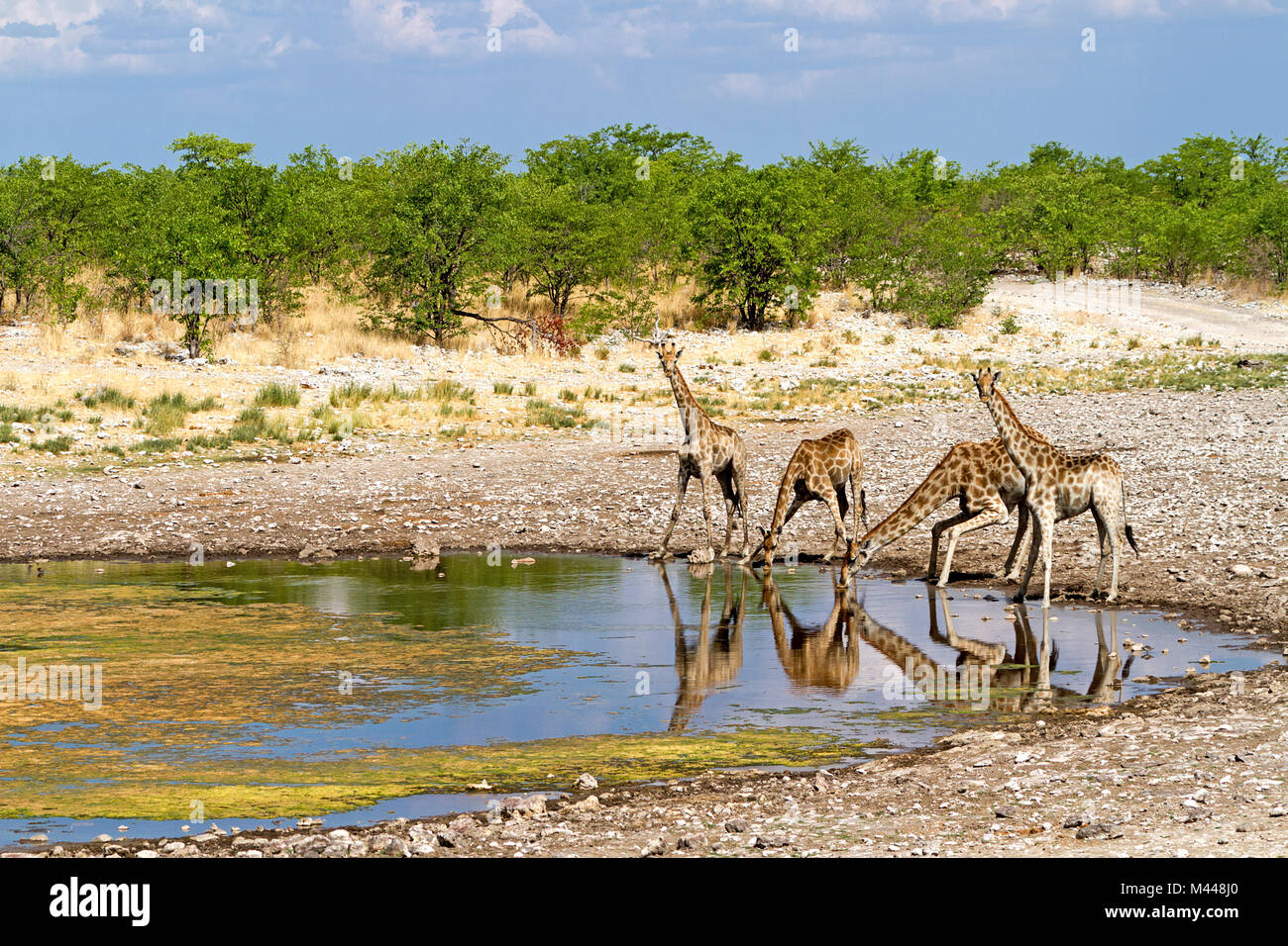 Etosha National Park - girafe à l'eau Banque D'Images