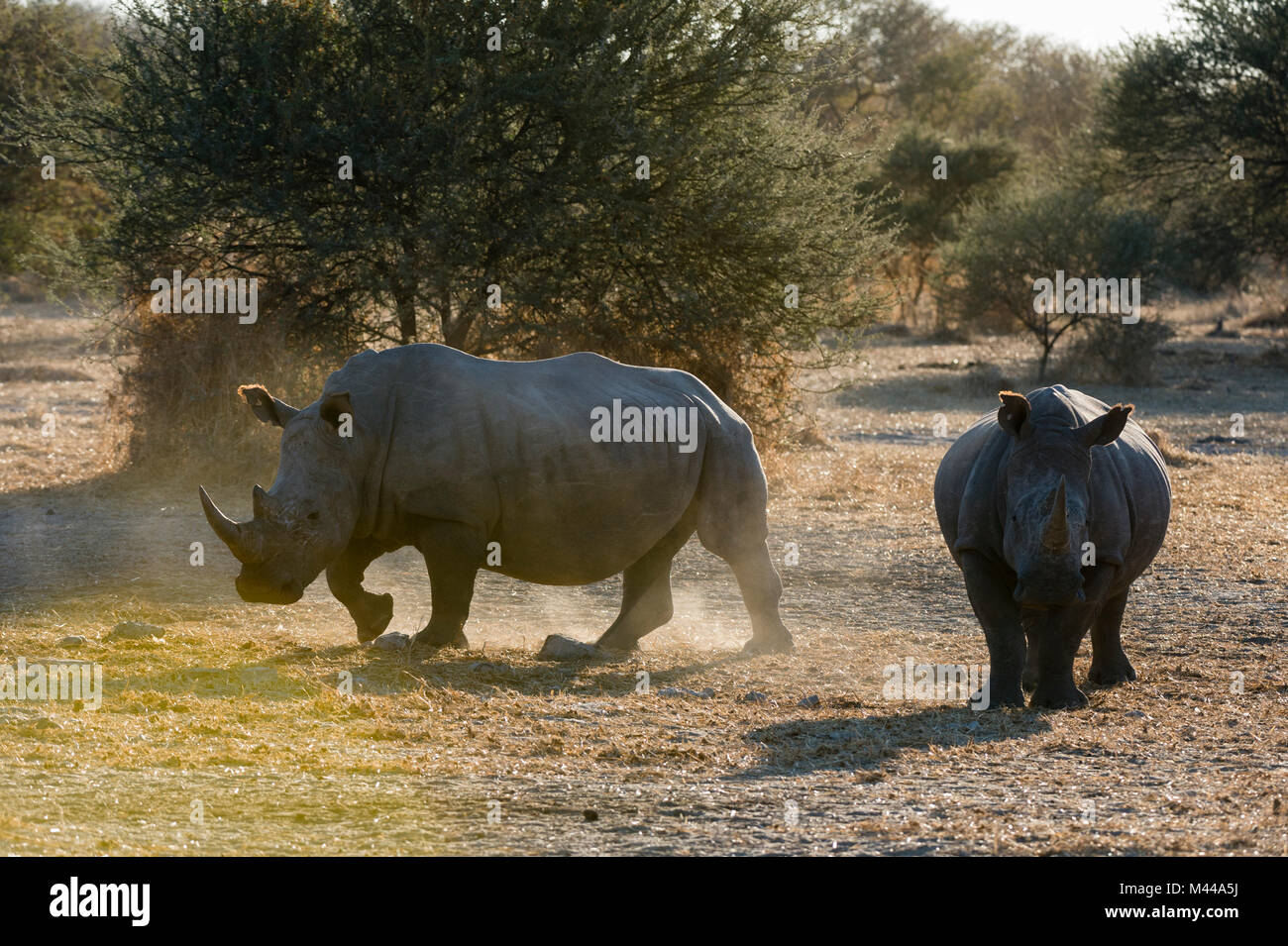 Deux rhinocéros blanc (Ceratotherium simum) dans le bush, Kalahari, Botswana Banque D'Images