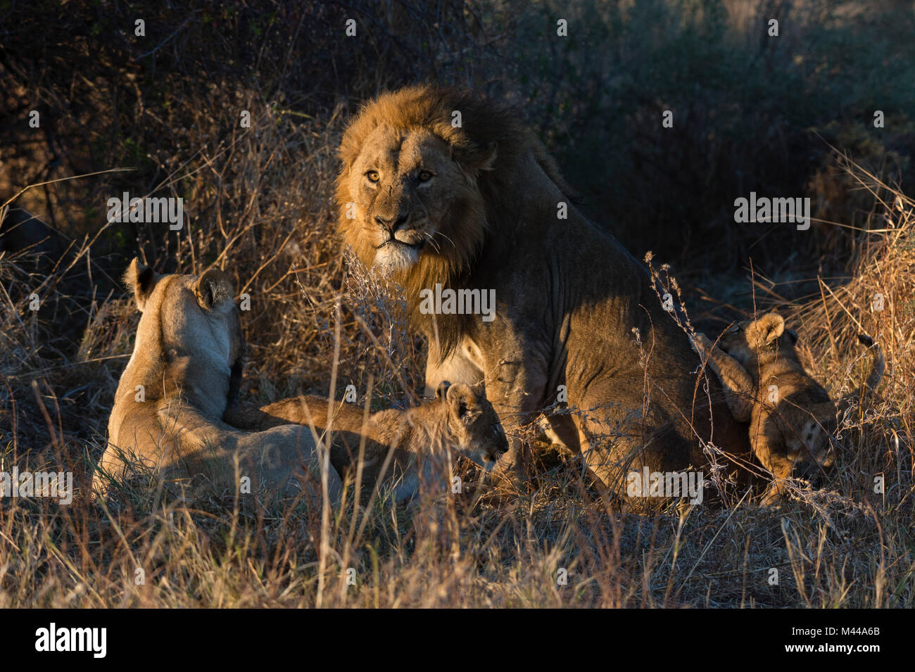 Famille de lions (Panthera leo), avec leurs petits, Okavango Delta, Botswana Banque D'Images