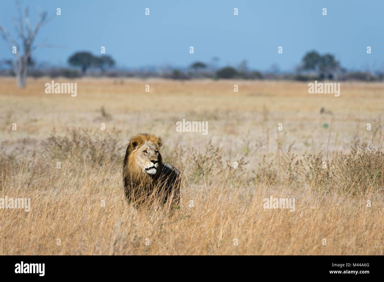 Lion (Panthera leo) debout dans la prairie, Savuti, Chobe National Park, Botswana Banque D'Images