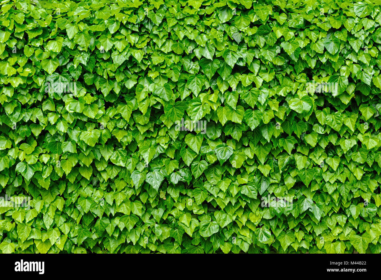 Feuilles de lierre vert contexte Banque D'Images