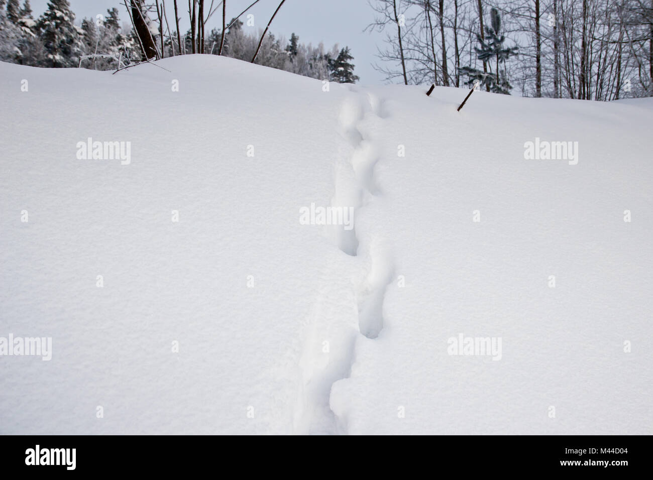 Des empreintes de renard dans la neige Banque D'Images