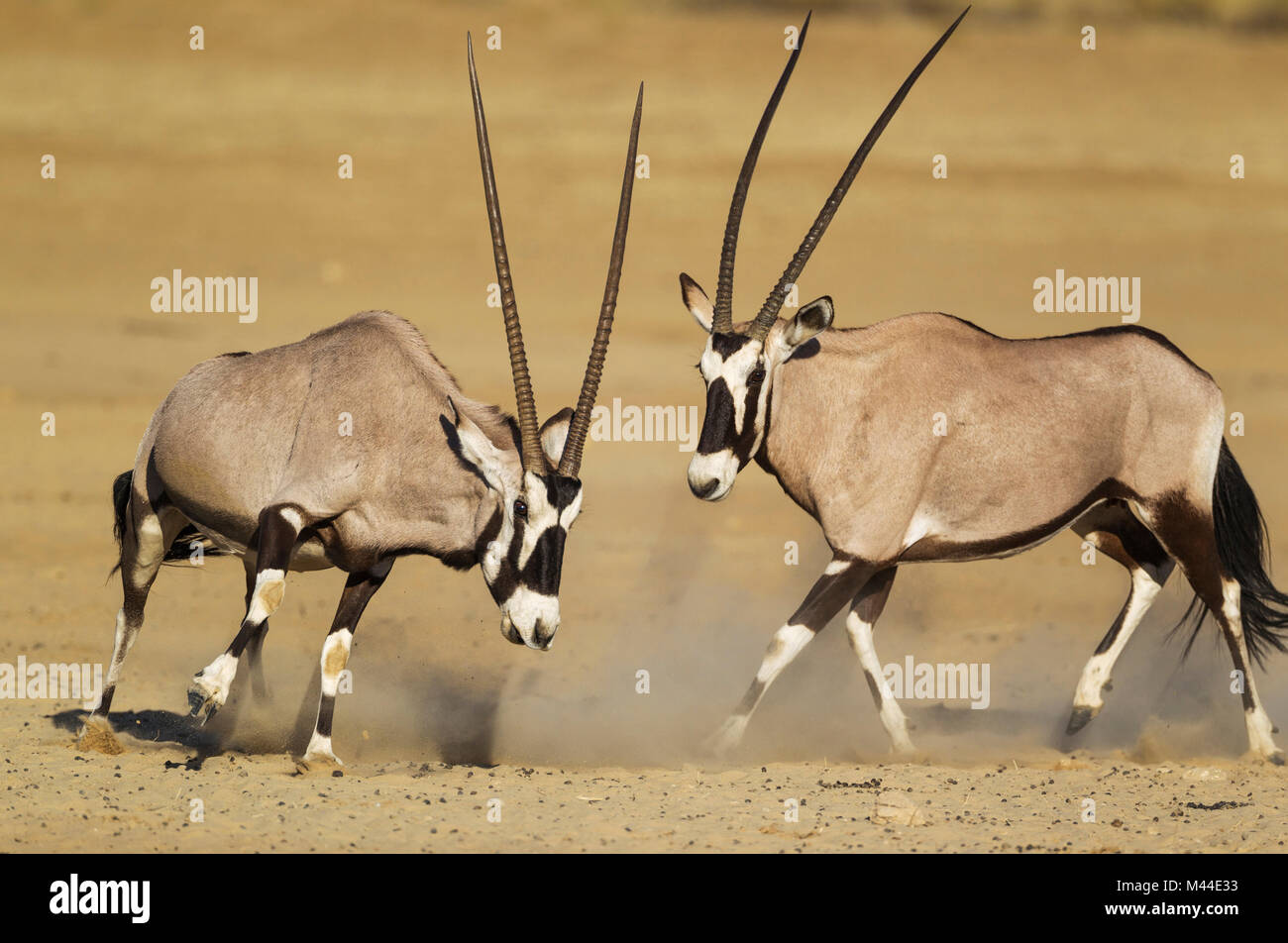 Gemsbok (Oryx gazella. Les femelles après un combat. Désert du Kalahari, Kgalagadi Transfrontier Park, Afrique du Sud Banque D'Images