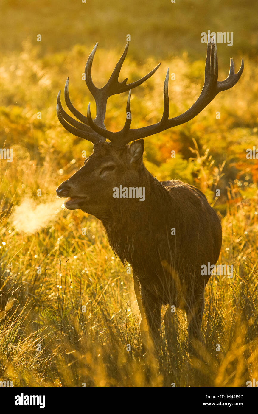 Red Deer (Cervus elaphus). Stag beuglant au lever du soleil pendant le rut, Richmond Park, Londres, Angleterre Banque D'Images
