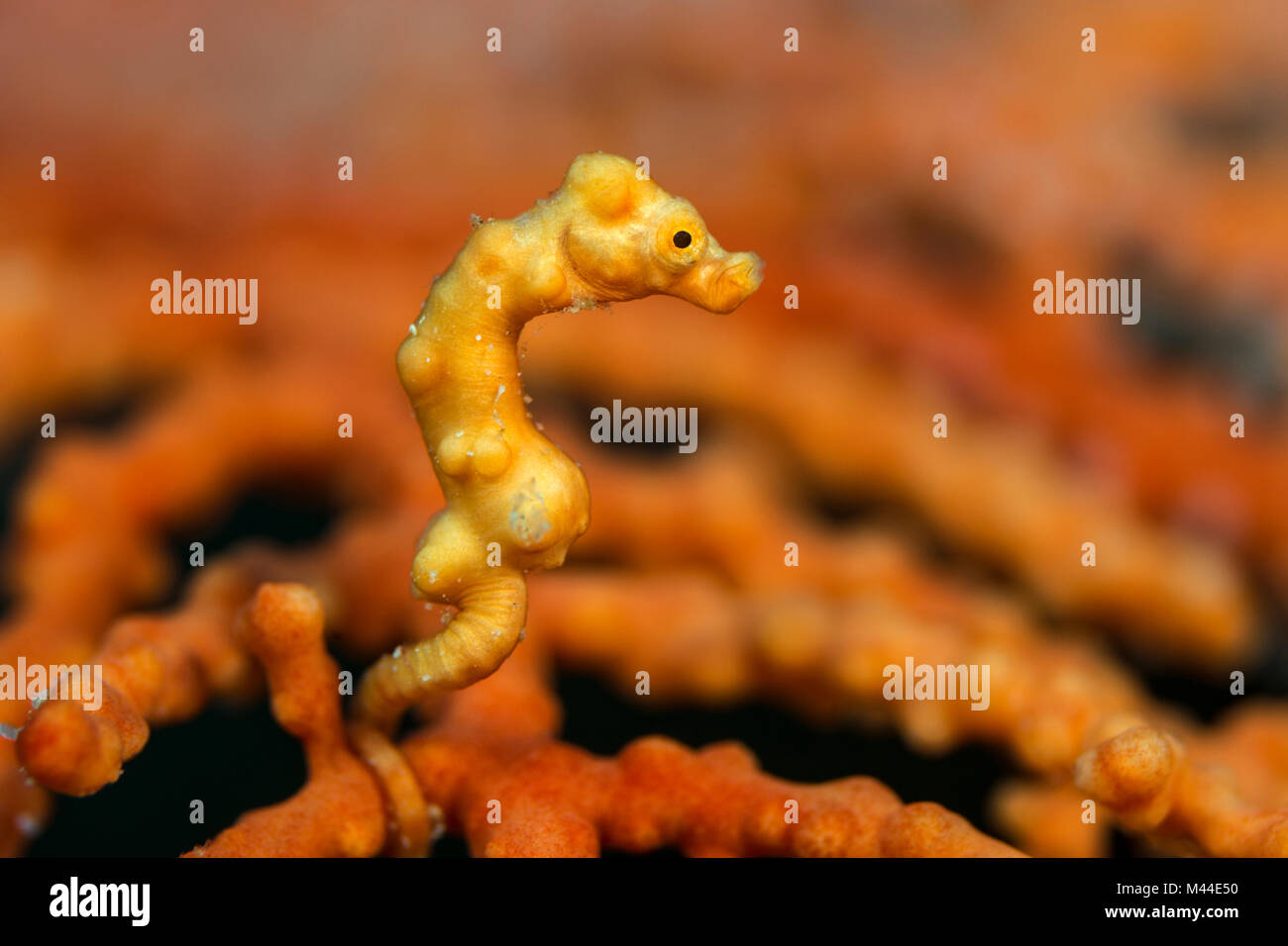 Hippocampe pygmée (Hippocampus denise) dans le corail. Pacifique occidental, Raja Ampat, Indonésie Banque D'Images