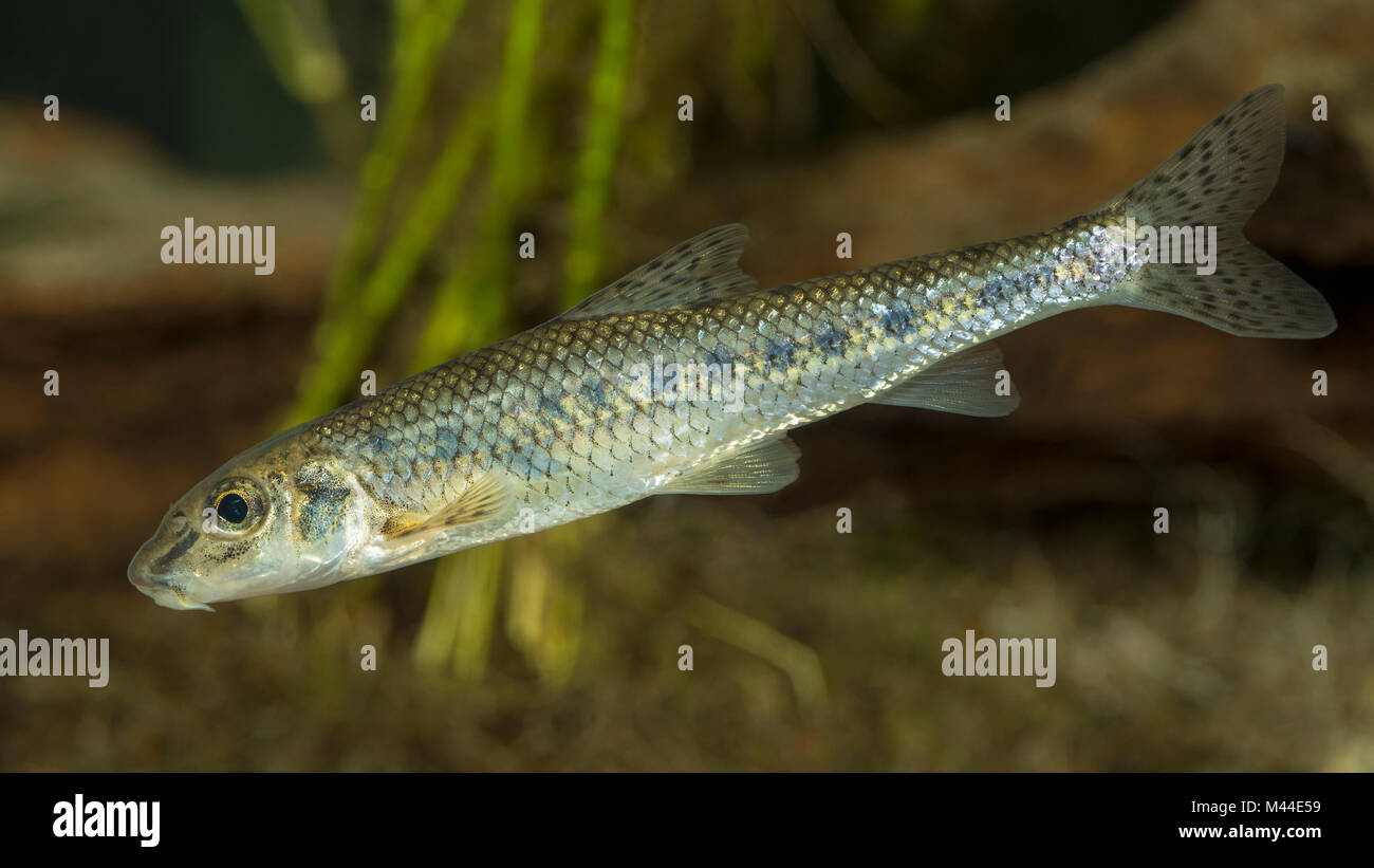 Gudgeon (Gobio gobio), sous l'eau. Allemagne Banque D'Images