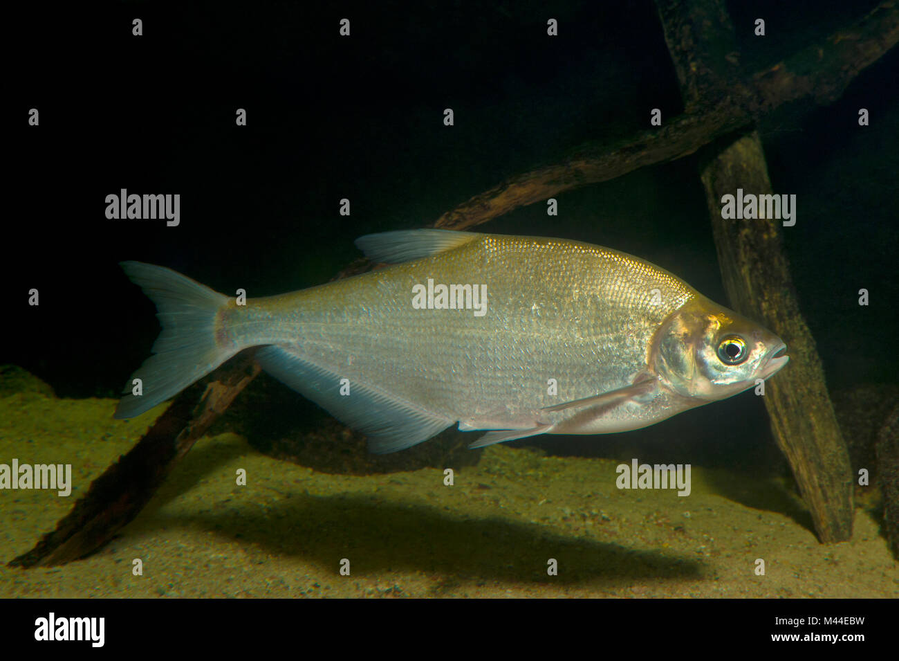 Zope (Abramis ballerus). Des profils sous l'eau. Allemagne Banque D'Images