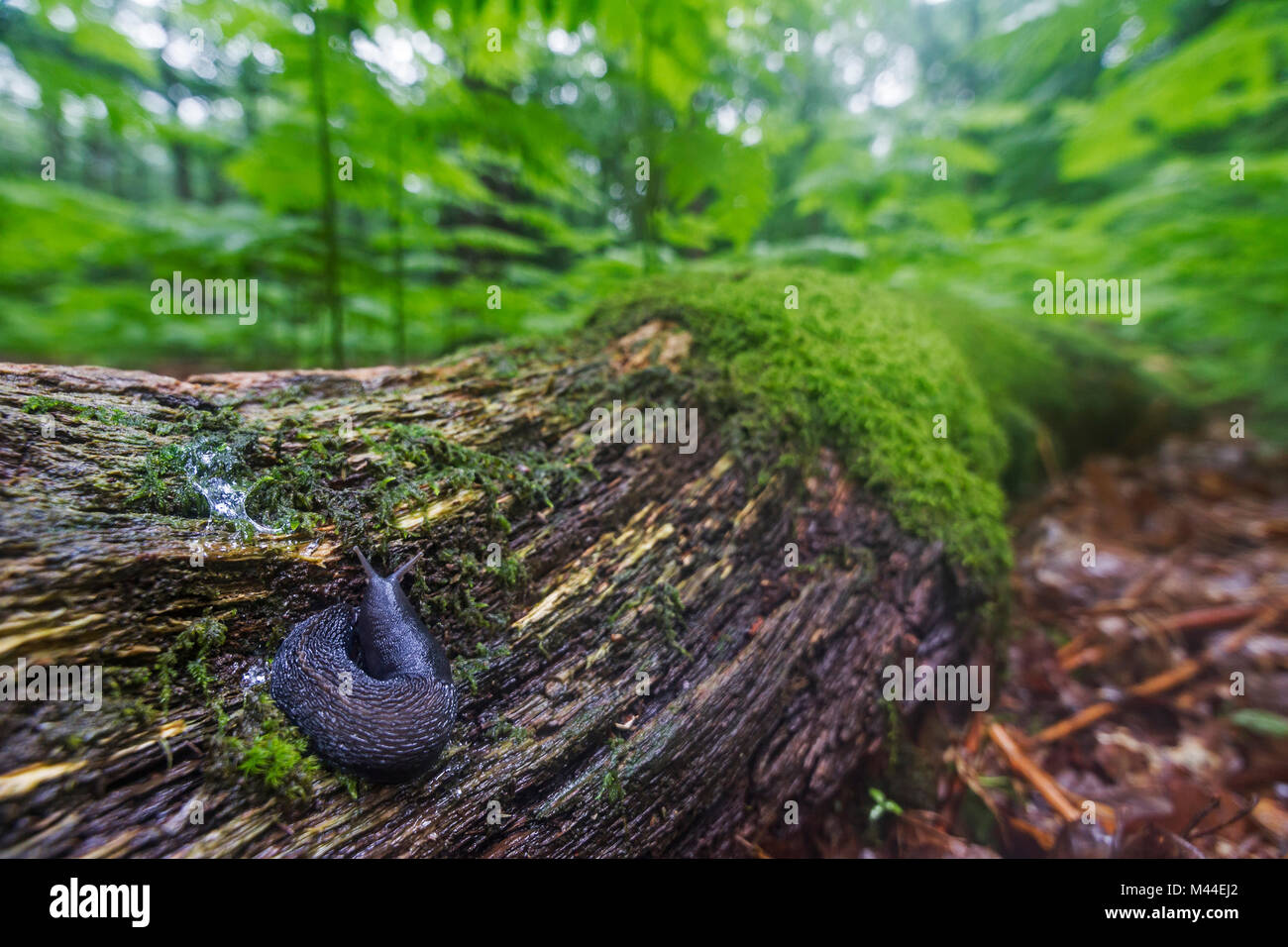 Quille noire Slug (Limax cinereoniger arrière), le plus grand pays européen slug, sur un tronc d'arbre de chêne. Allemagne Banque D'Images