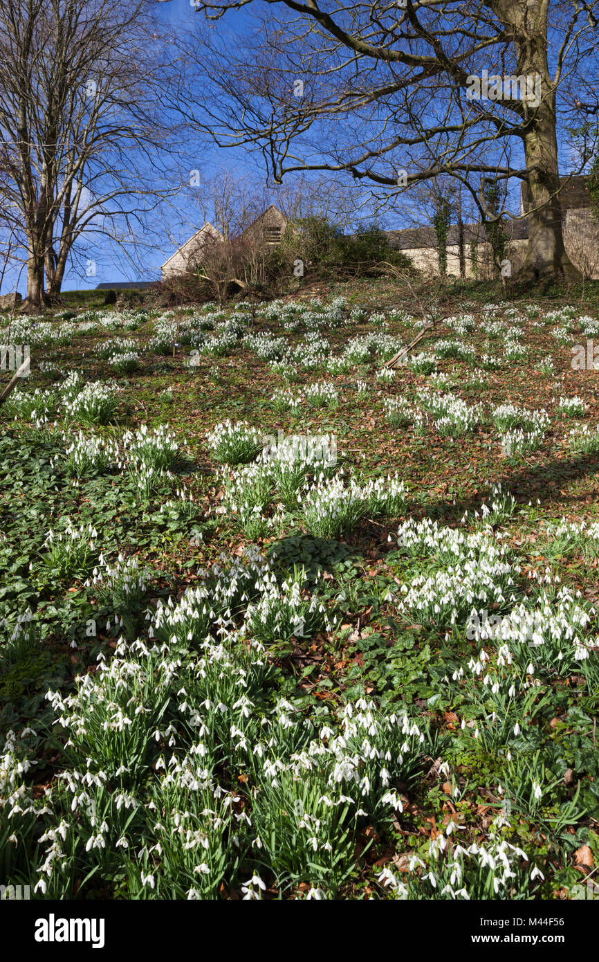 Perce-neige dans les bois au jardin de style rococo, Painswick, les Cotswolds, Gloucestershire, Angleterre, Royaume-Uni, Europe Banque D'Images
