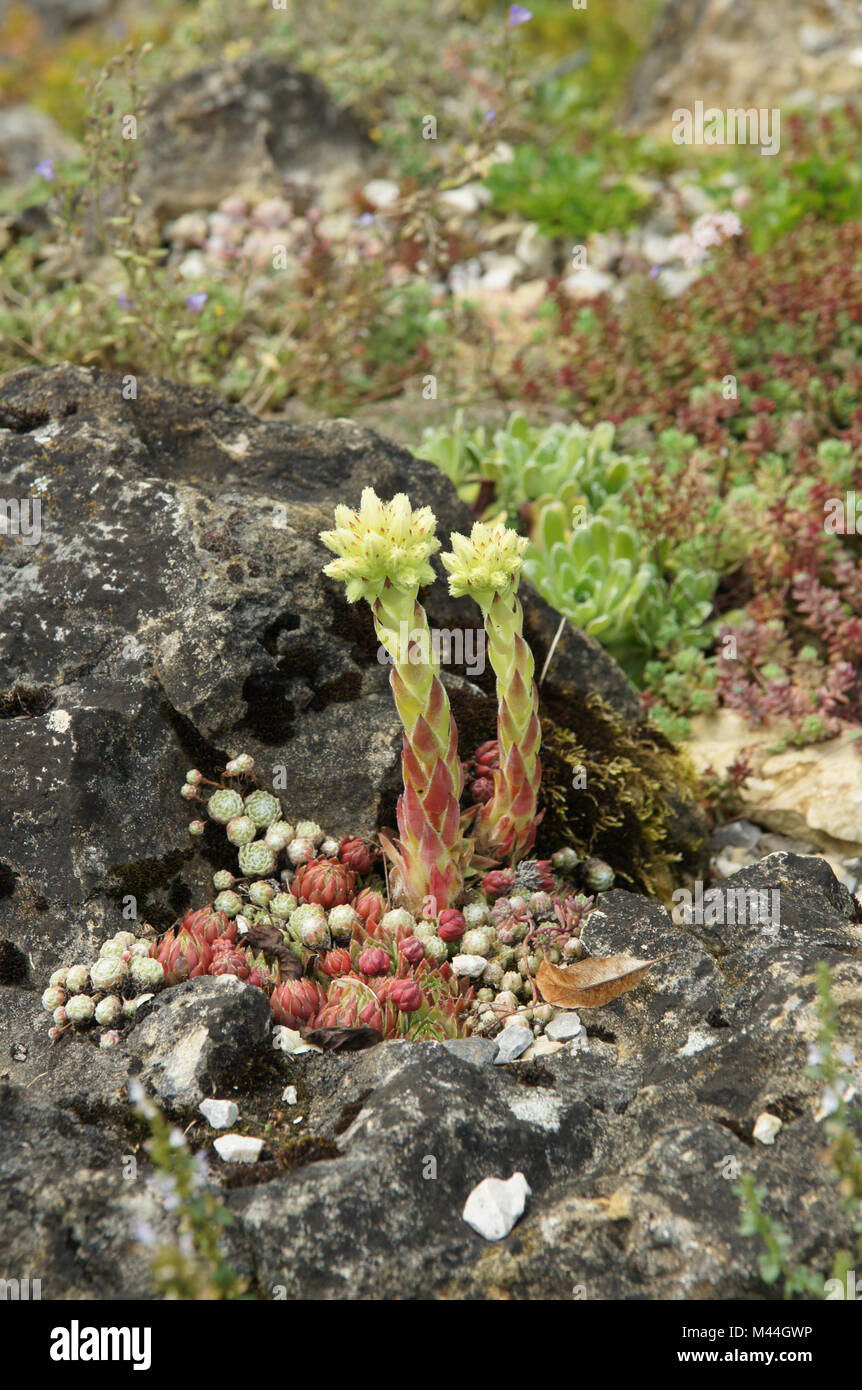 Jovibarba globifera, Syn. Sempervivum globiferum, Hauswurz, houselee Banque D'Images