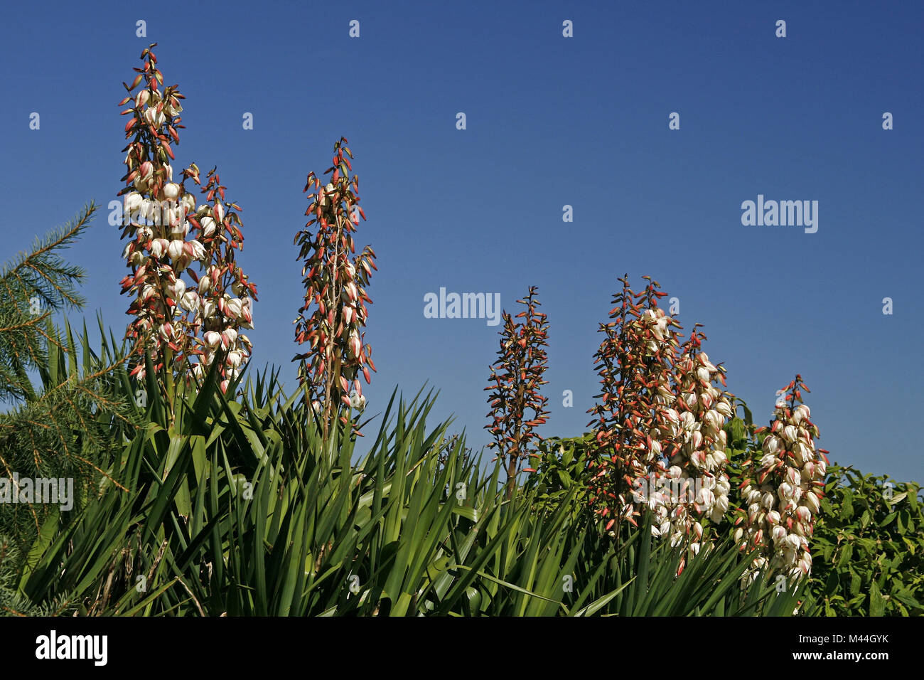 Datil Yucca Datil yucca yucca baccata Banque de photographies et d’images à haute ...