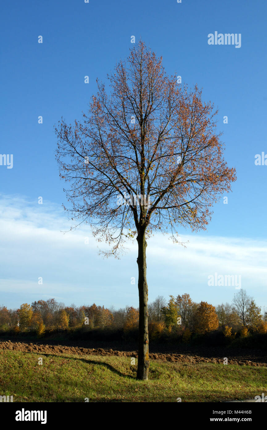 Tilia platyphyllos, Sommerlinde largeleaved, lime Banque D'Images