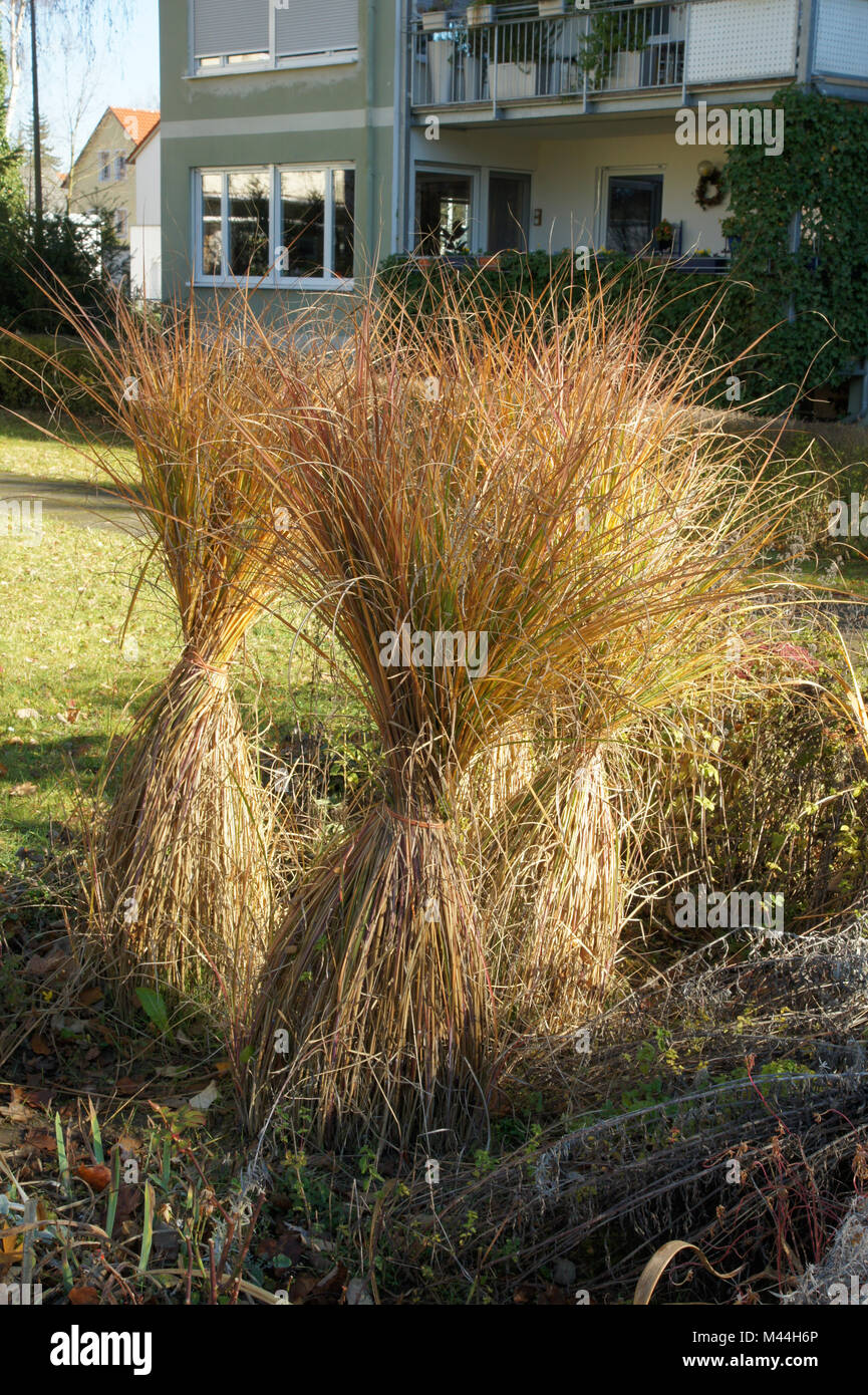 Miscanthus sinensis Zebrinus, Zebragras silvergrass chinois, Banque D'Images