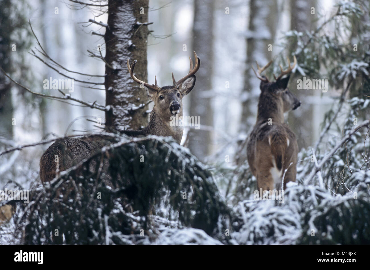 Le cerf de Virginie cerf en hiver -(Virginie Virginie) Banque D'Images