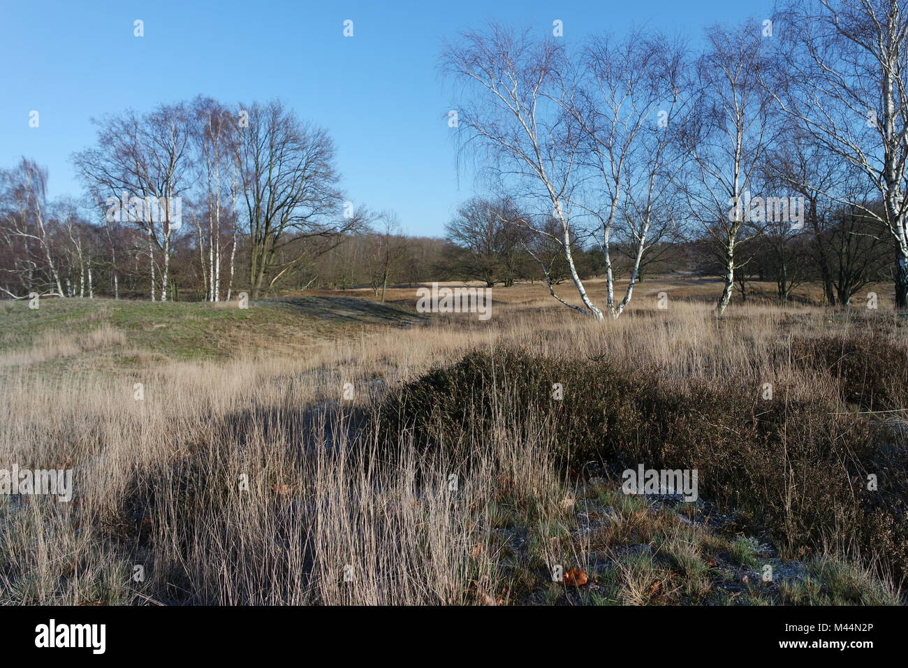 Hambourg, Boberg lowland Banque D'Images