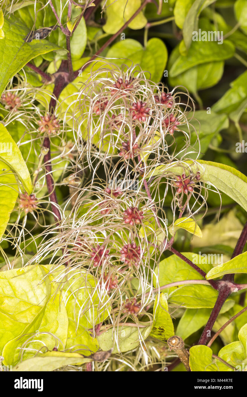 Clematis vitalba, Old Man's beard, joie du voyageur Banque D'Images