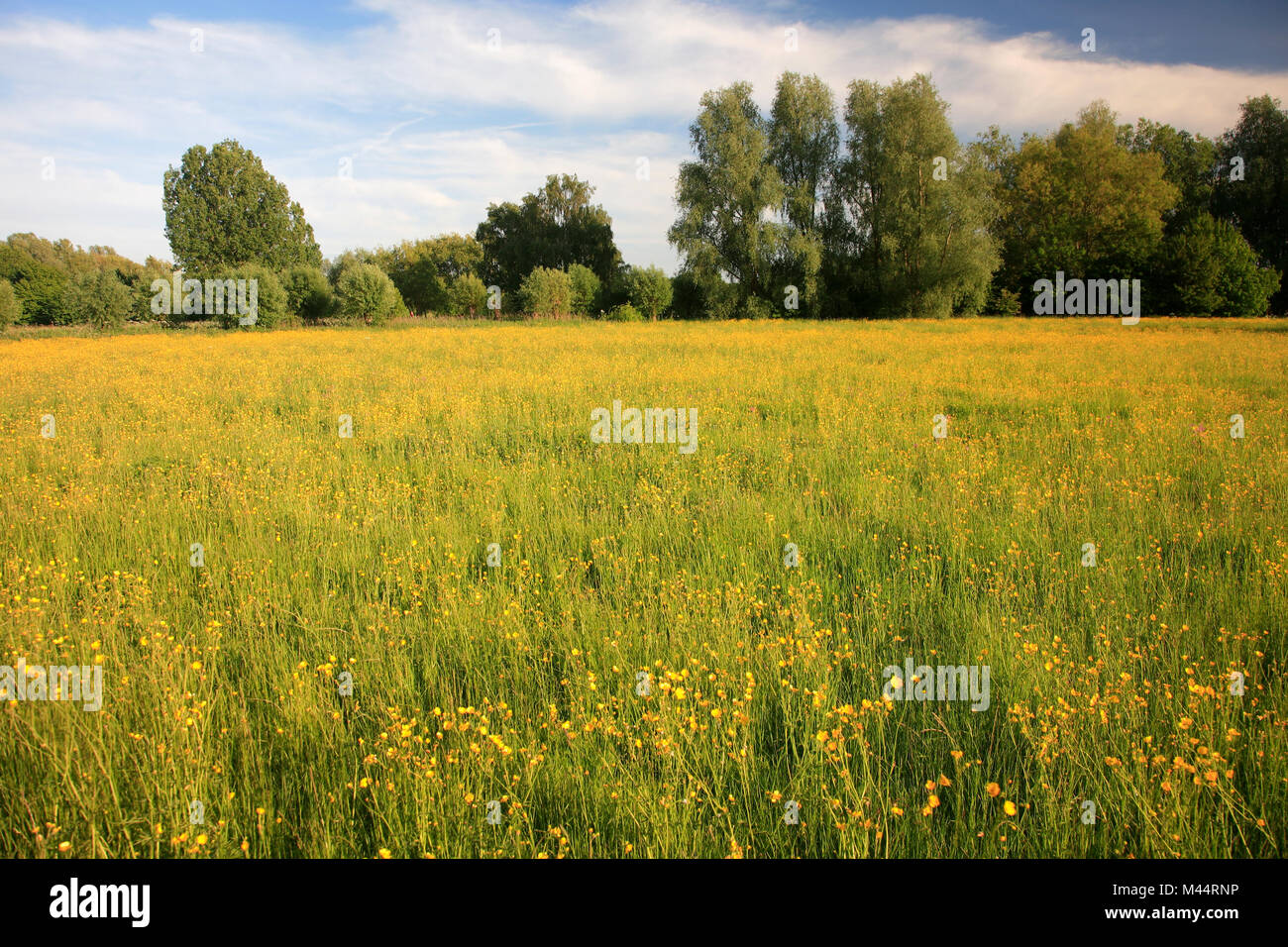 Vue d'été sur terrain Buttercup, Ferry Meadows country park, Peterborough, Cambridgeshire, Angleterre, RU Banque D'Images