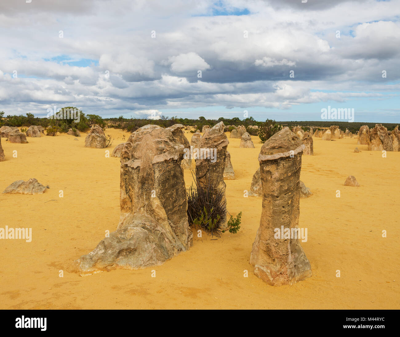 Les dunes de sable jaune et de piliers de calcaire dans le Désert des Pinnacles le Parc National de Nambung, dans l'ouest de l'Australie. Banque D'Images