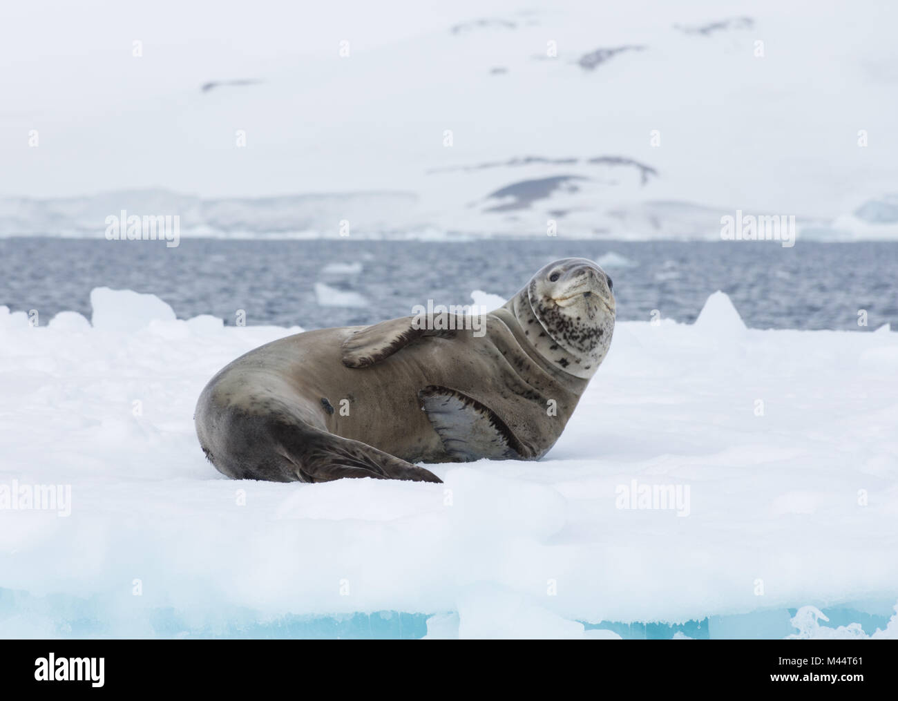Un leopard seal regardant la caméra tout en portant sur un iceberg. L'océan et d'un glacier sont à l'arrière-plan. Banque D'Images