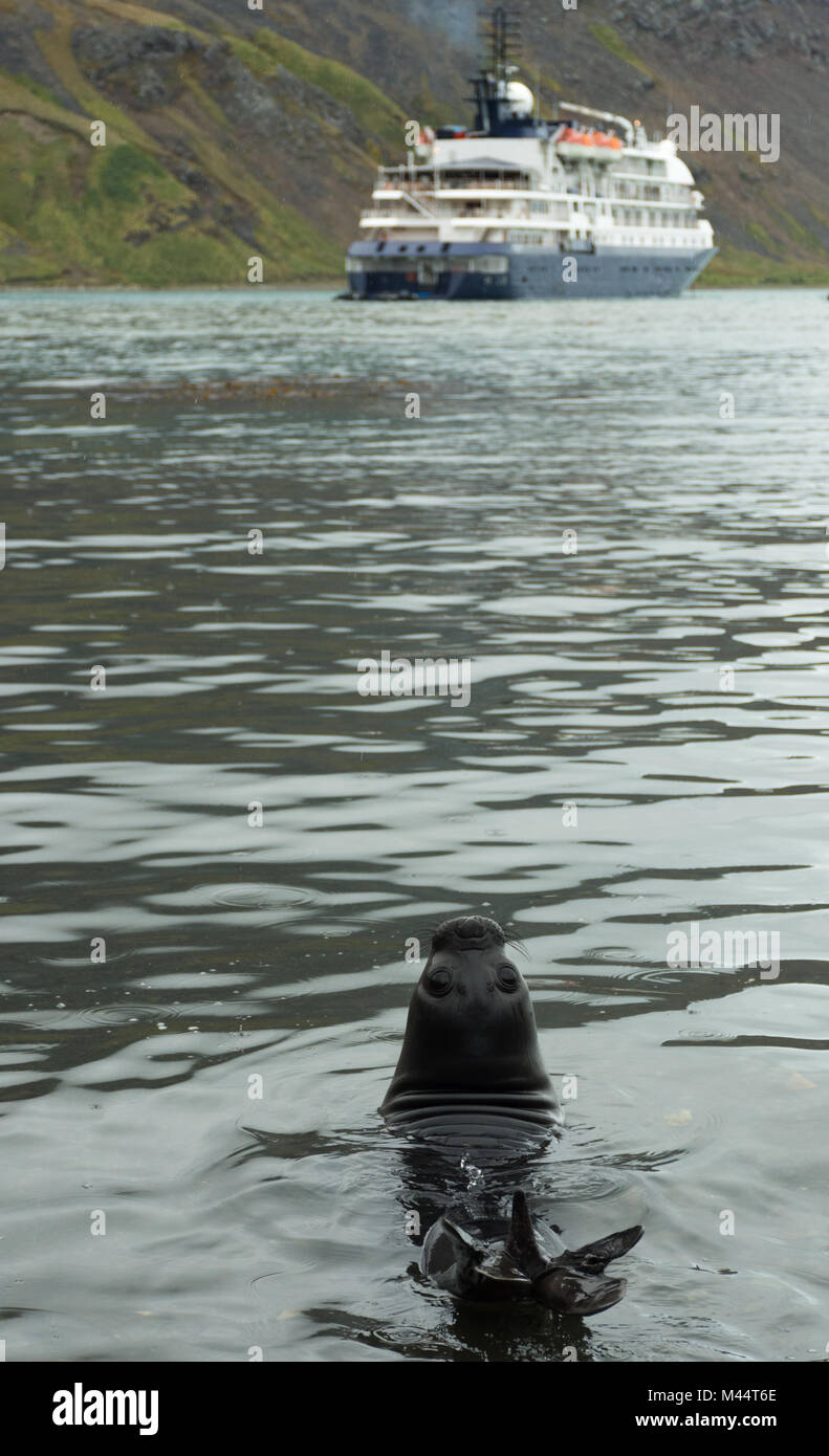 Une fourrure dans l'eau à l'arrière de l'appareil photo. Un navire est ancré dans la baie en arrière-plan. Banque D'Images