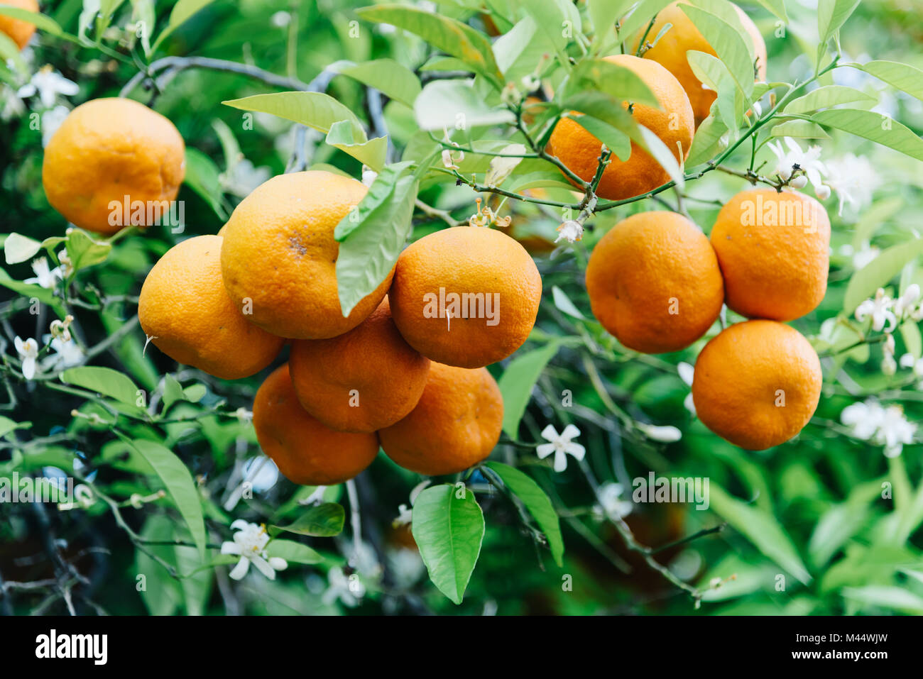 Low angle view of orange tree fruits et feuilles dans Cordoba Banque D'Images