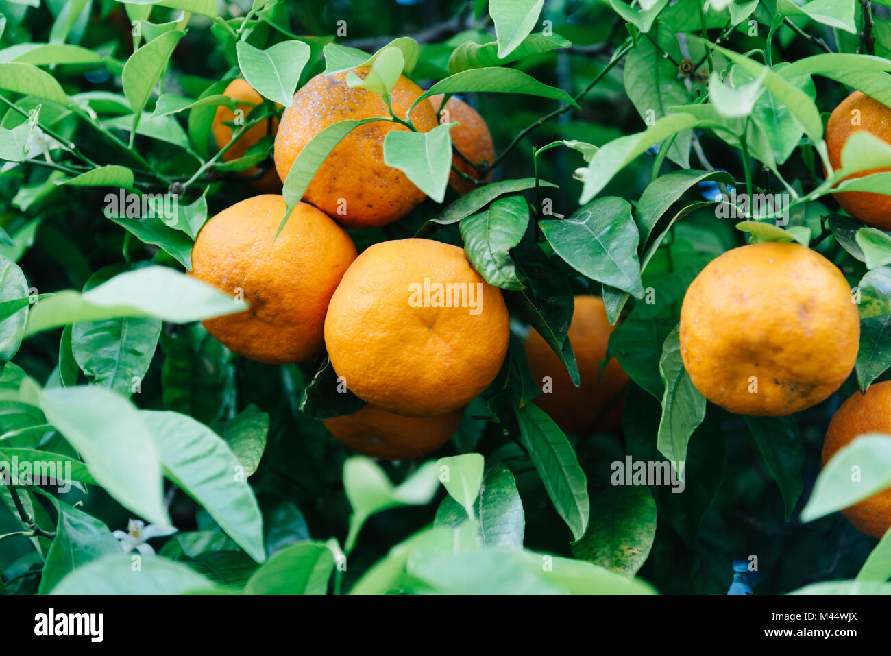 Low angle view of orange tree fruits et feuilles dans Cordoba Banque D'Images