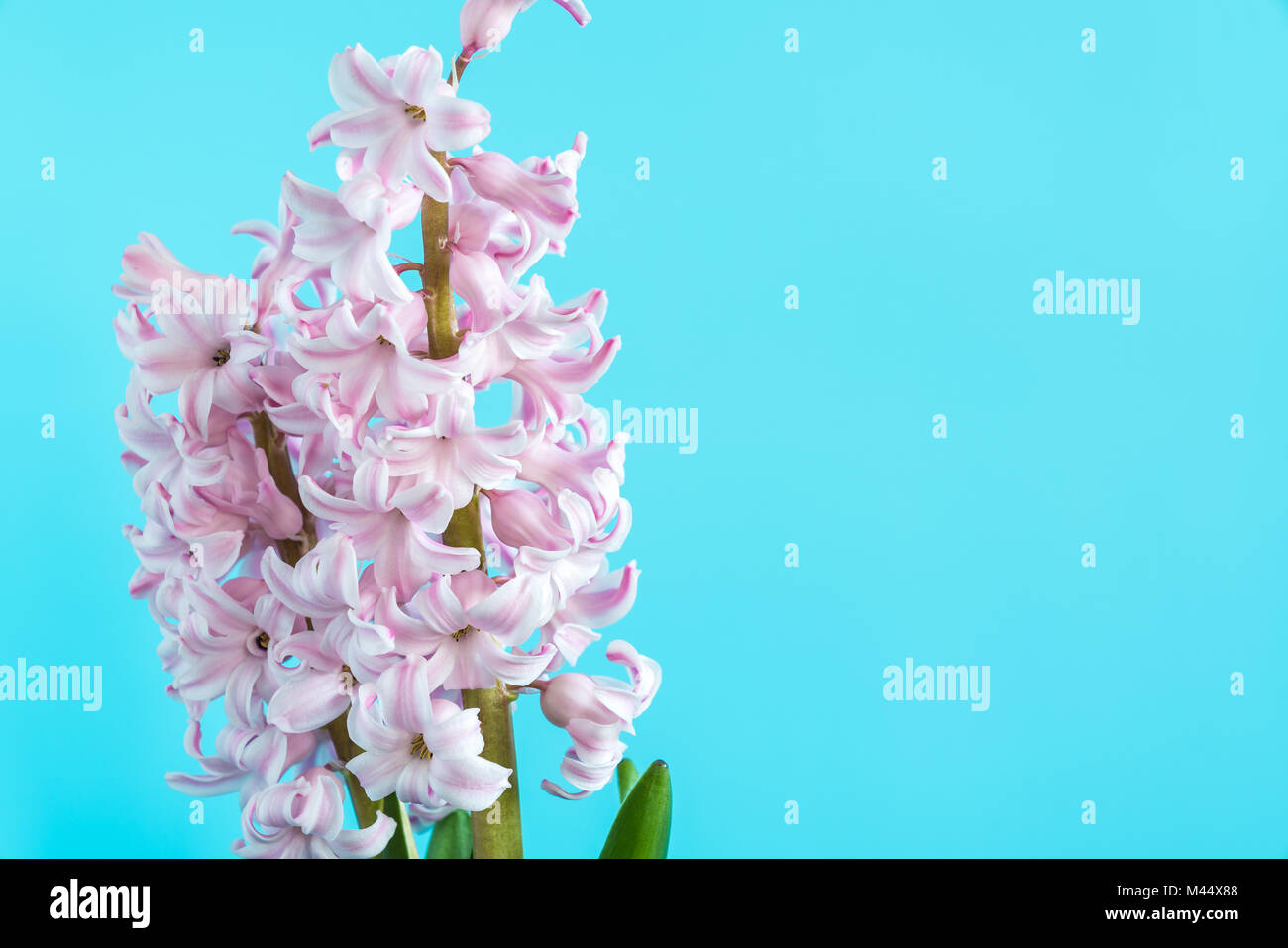 Jacinthe fleur plante sur un fond coloré Banque D'Images