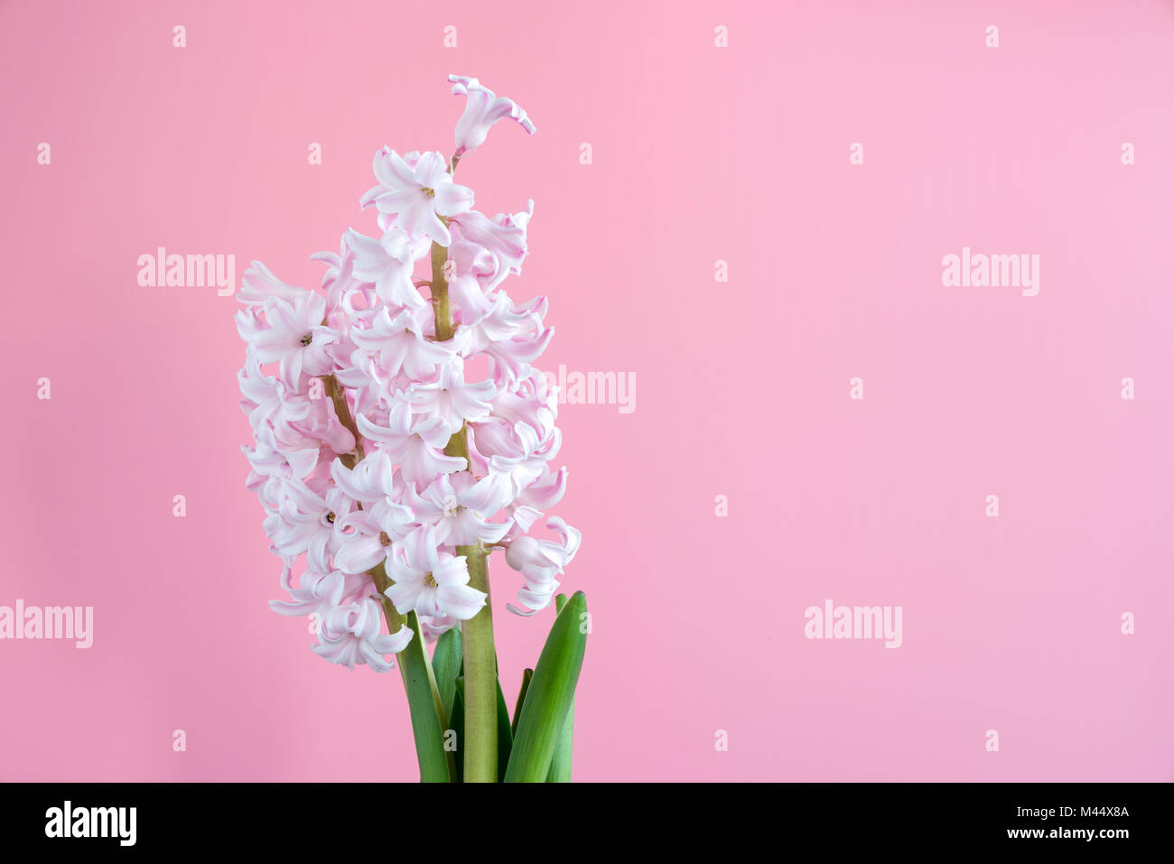 Jacinthe fleur plante sur un fond coloré Banque D'Images